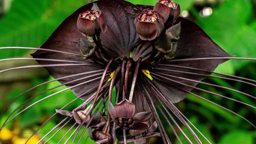 Tacca chantrieri