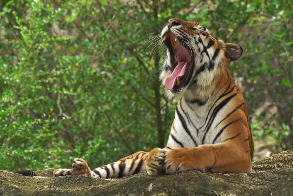 Tigre