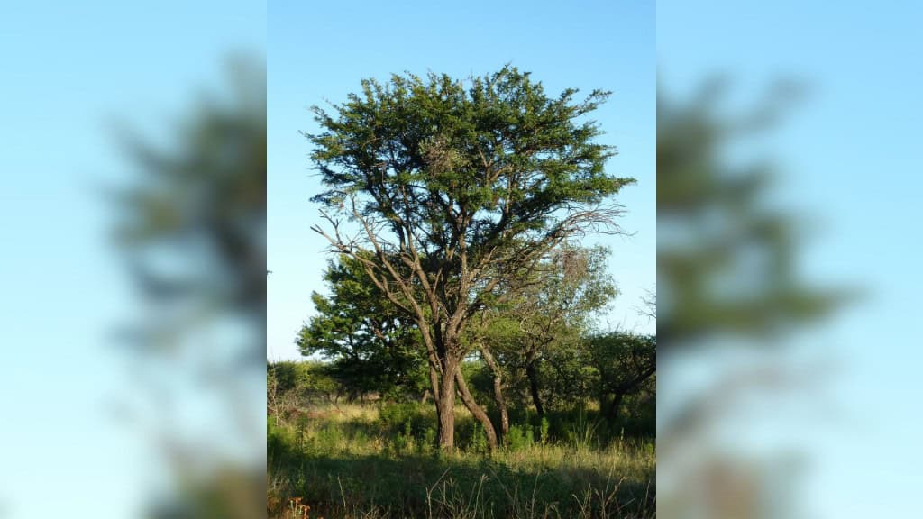 Árvore da espécie Vachellia robusta, conhecida como acácia-espinheira-esplêndida