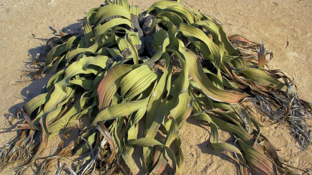 Welwitschia mirabilis