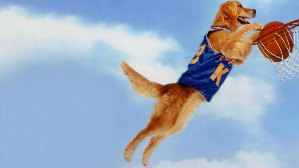 cachorro jogando basquete