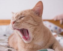 Animais
