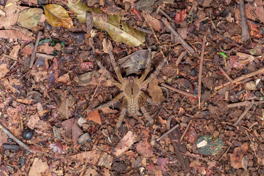 aranha