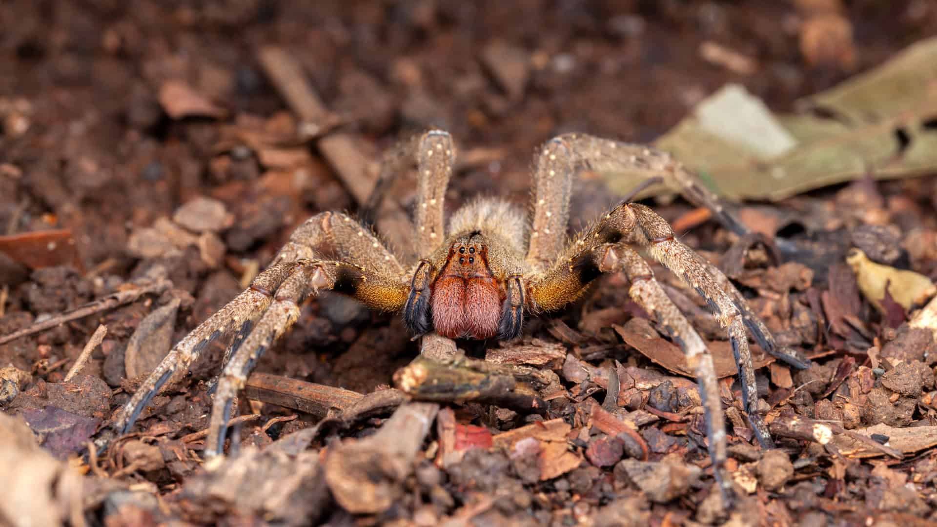aranha armadeira