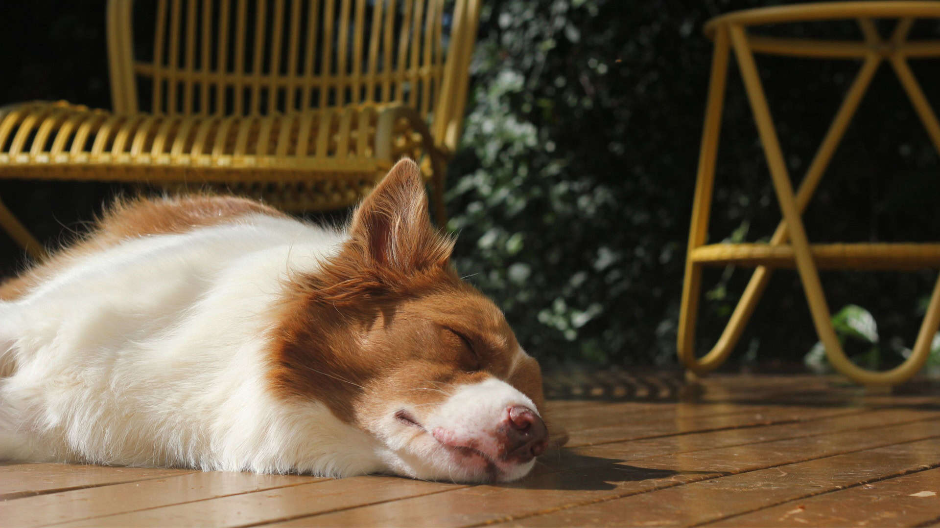 Border Collie dormindo no sol