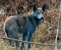 cachorro-azul-210x172