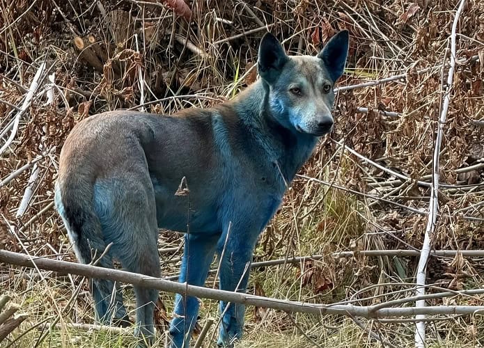 cachorro-azul-695x500