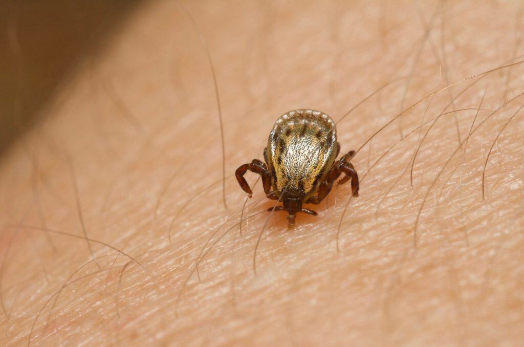 Febre maculosa: parque no interior de São Paulo é interditado Após confirmar a morte de três pessoas por febre maculosa, a prefeitura de Salto, no interior de São Paulo, informou que o Parque de Lavras, administrado por uma concessionária, está temporariamente interditado por determinação do Centro de Vigilância Epidemiológica Estadual. Duas das vítimas eram frequentadoras do parque, segundo a gestão municipal. Já o outro caso é de um morador de propriedade privada na cidade. carrapato