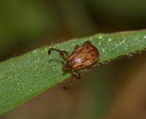 carrapato-maculosa