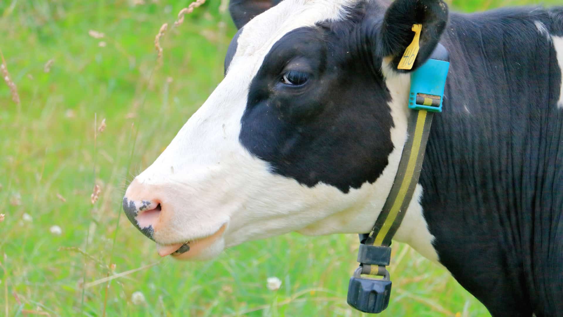 Close da cabeça de uma vaca ostentando uma coleira inteligente em seu pescoço