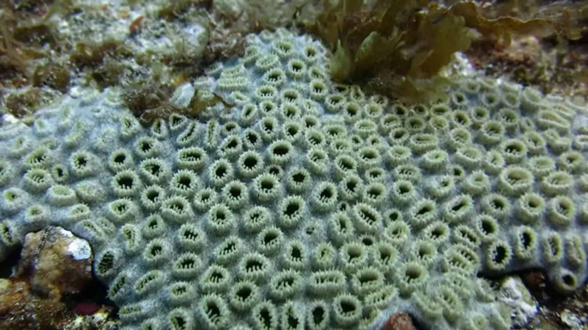 coral-1-1920x1080