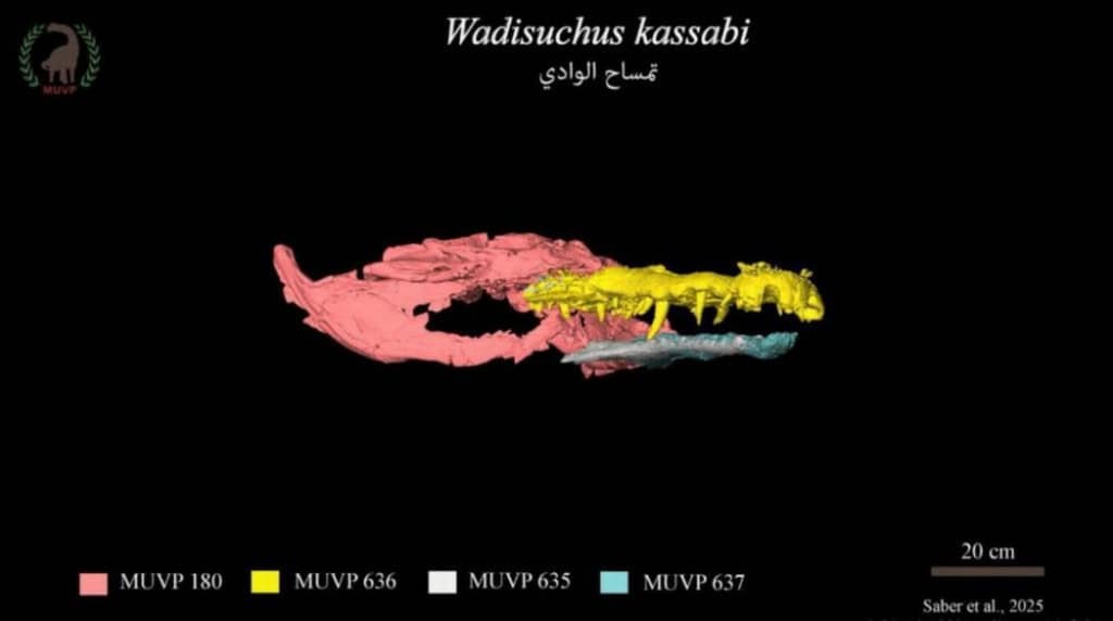 crocodilo 3D