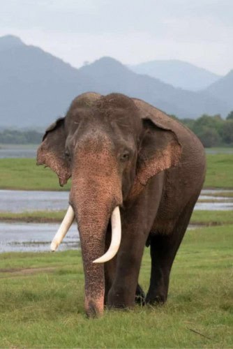 Capa - elefante