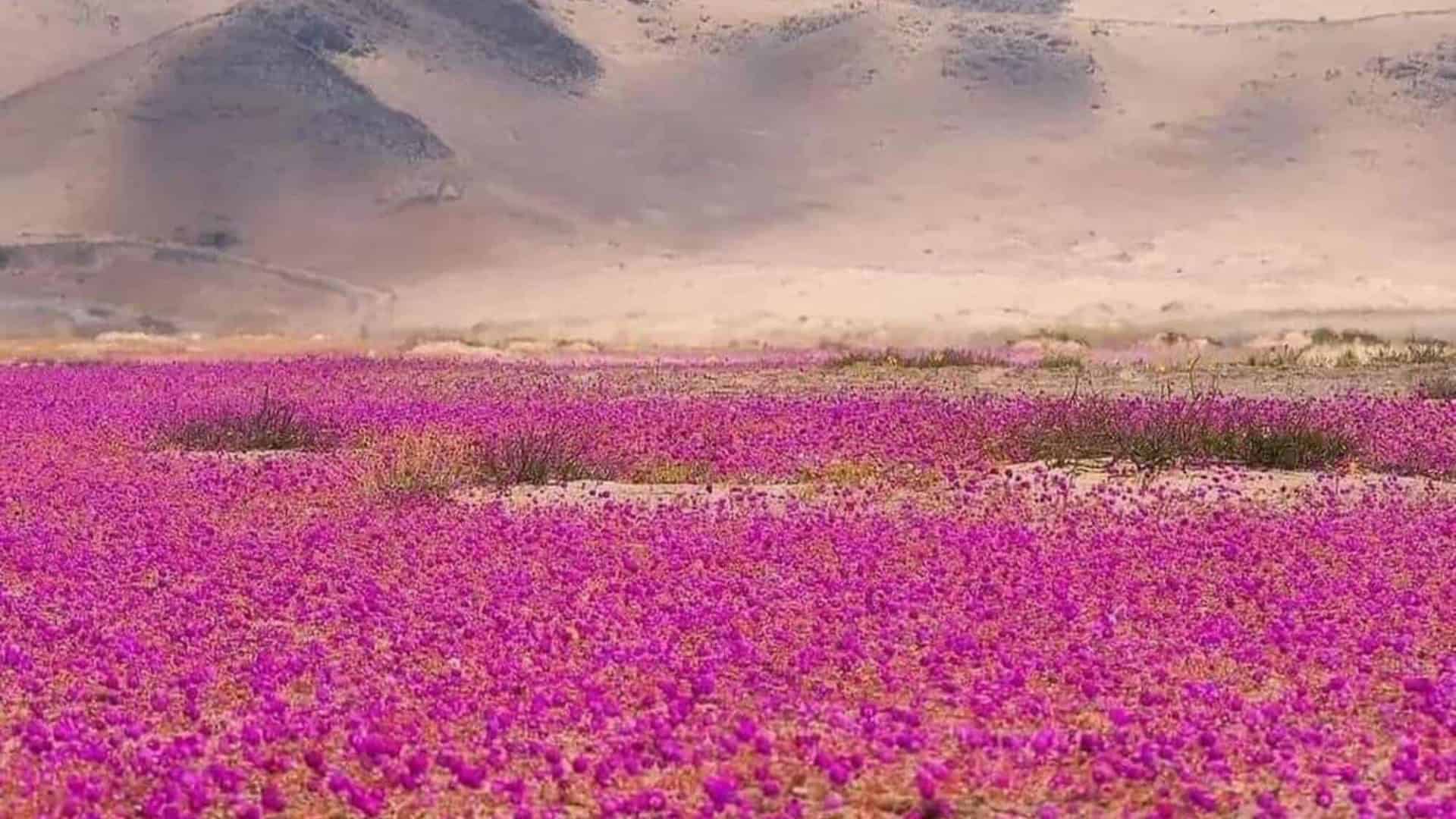 deserto-1920x1080