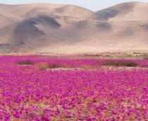 deserto-210x172