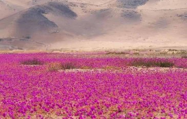 deserto-365x232