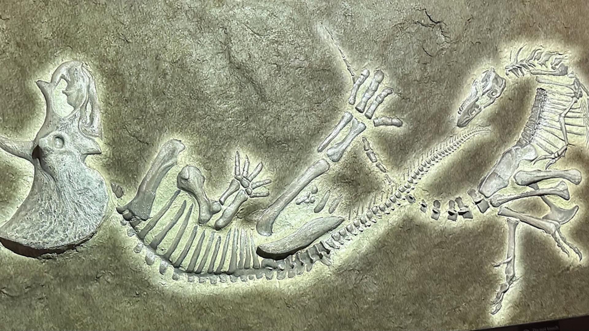 dueling-dinosaurs-1920x1080