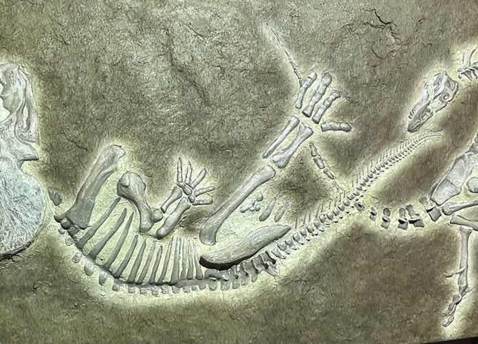 dueling-dinosaurs-695x500