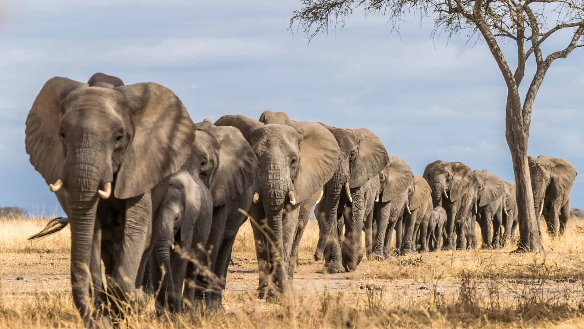 Manada de elefantes na África caminhando pela grama no Parque Nacional Tarangire, Tanzânia