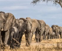 Manada de elefantes na África caminhando pela grama no Parque Nacional Tarangire, Tanzânia