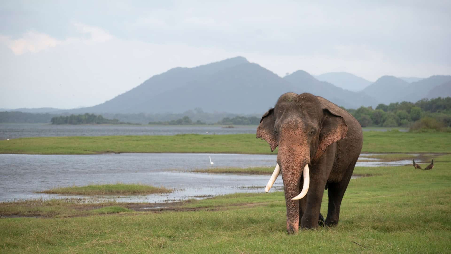 elefante-asiatico-1-1920x1080