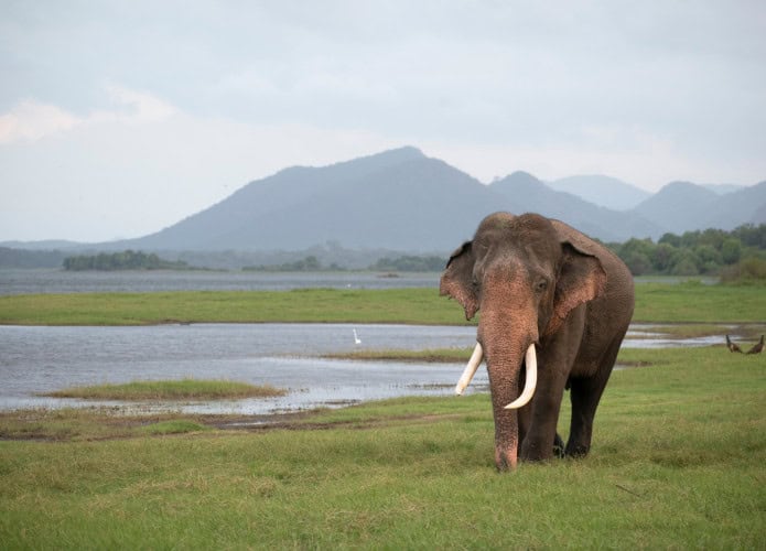 elefante-asiatico-1-695x500