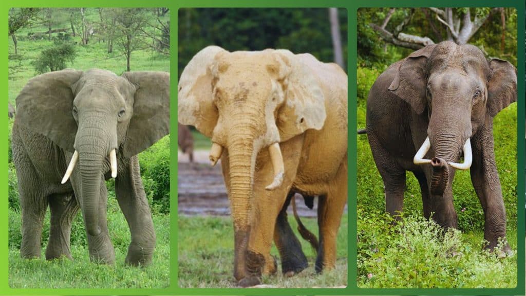 Elefante-da-savana-africana (Loxodonta africana,
Elefante-da-floresta-africana (Loxodonta cyclotis) e Elefante-asiático (Elephas maximus)