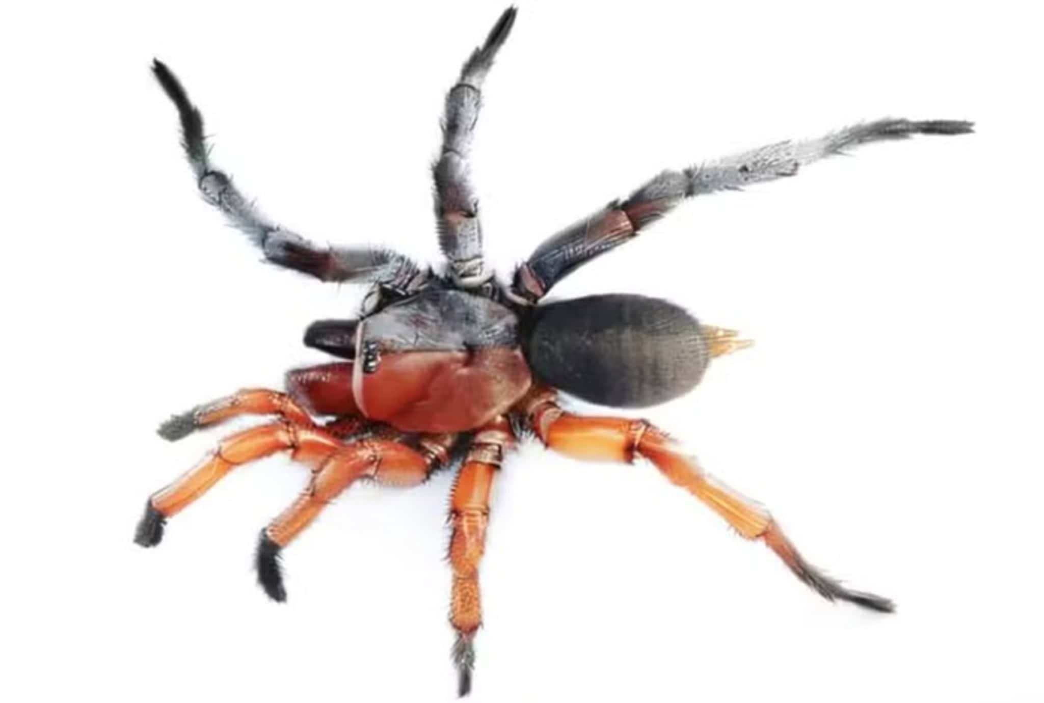 Esta nova espécie de aranha é macho e fêmea ao mesmo tempo