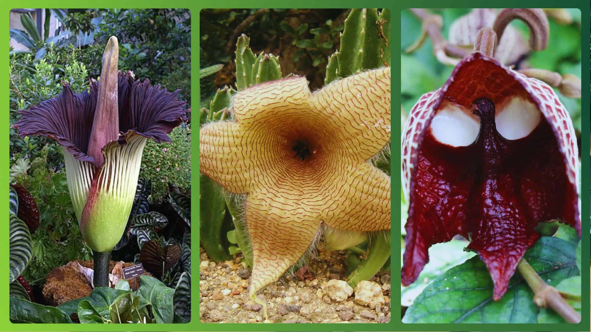 Flores estranhas: Flor-cadáver, Stapelia fifantea, Aristolochia salvadorensis (wikimedia/reprod