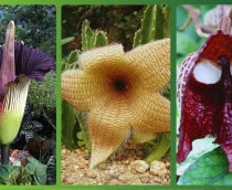 Flores estranhas: Flor-cadáver, Stapelia fifantea, Aristolochia salvadorensis (wikimedia/reprod