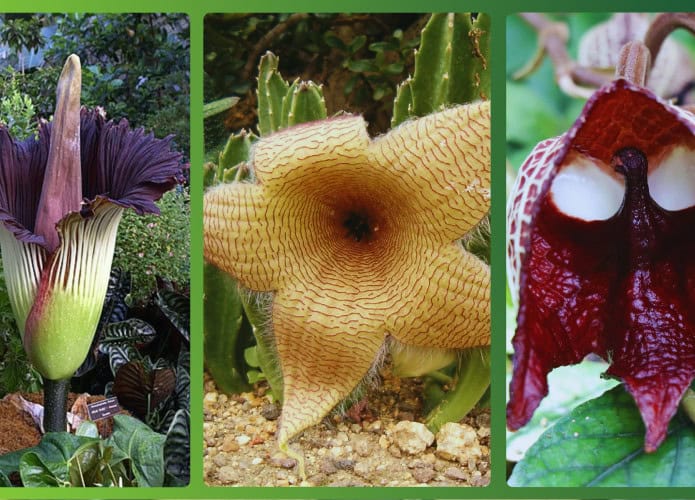 Flores estranhas: Flor-cadáver, Stapelia fifantea, Aristolochia salvadorensis (wikimedia/reprod