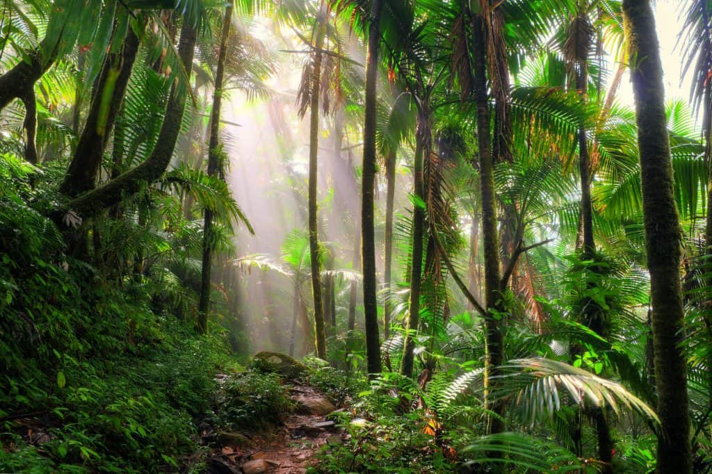 floresta