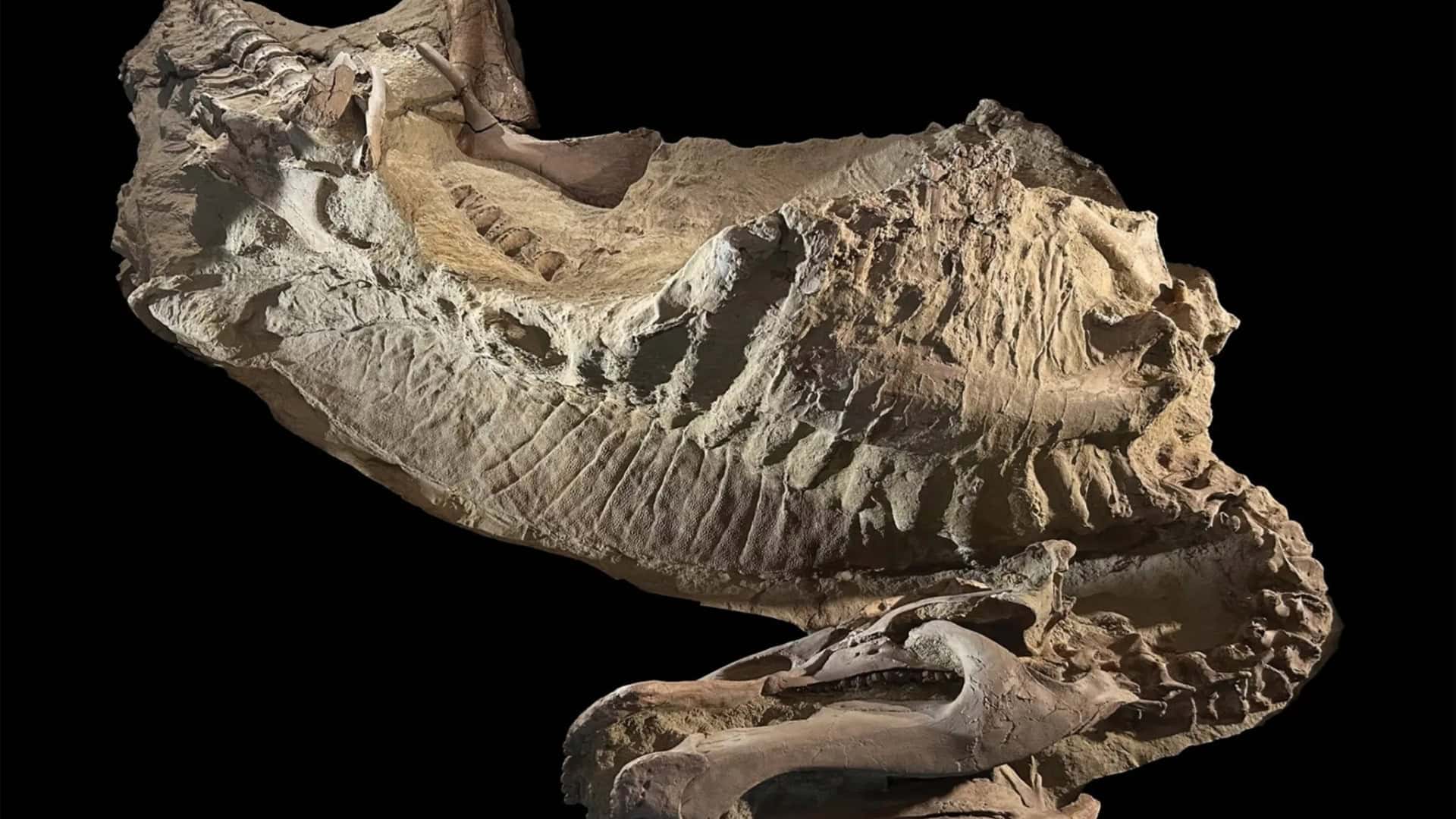 fossil-dino-1-1-1920x1080