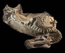 fossil-dino-1-1-210x172