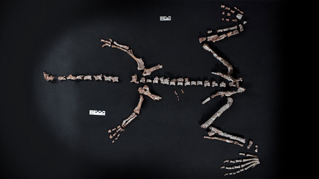 fossil dinossauro