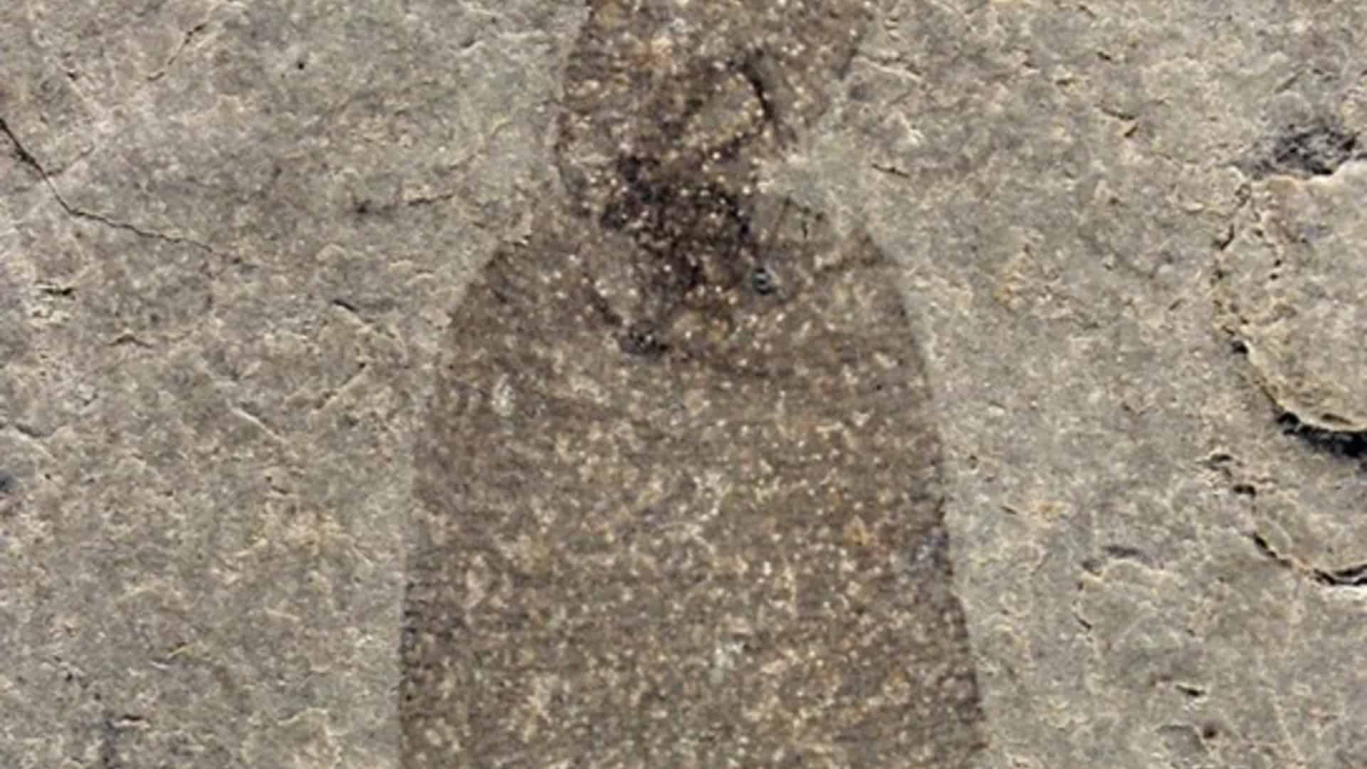 fossil-sanguessuga-1-1920x1080