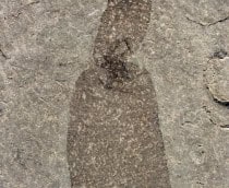 fossil-sanguessuga-1-210x172
