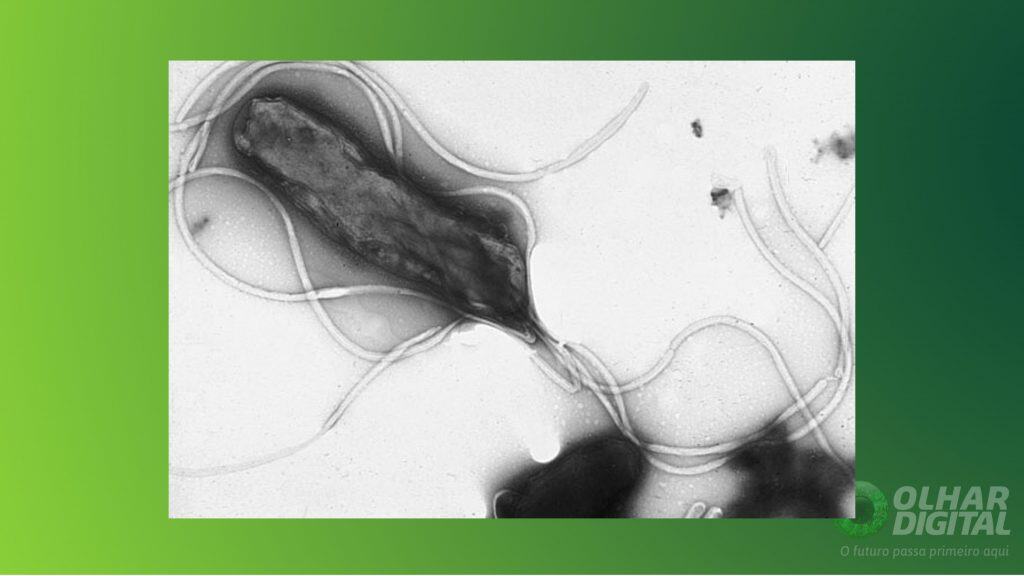 Helicobacter pylori