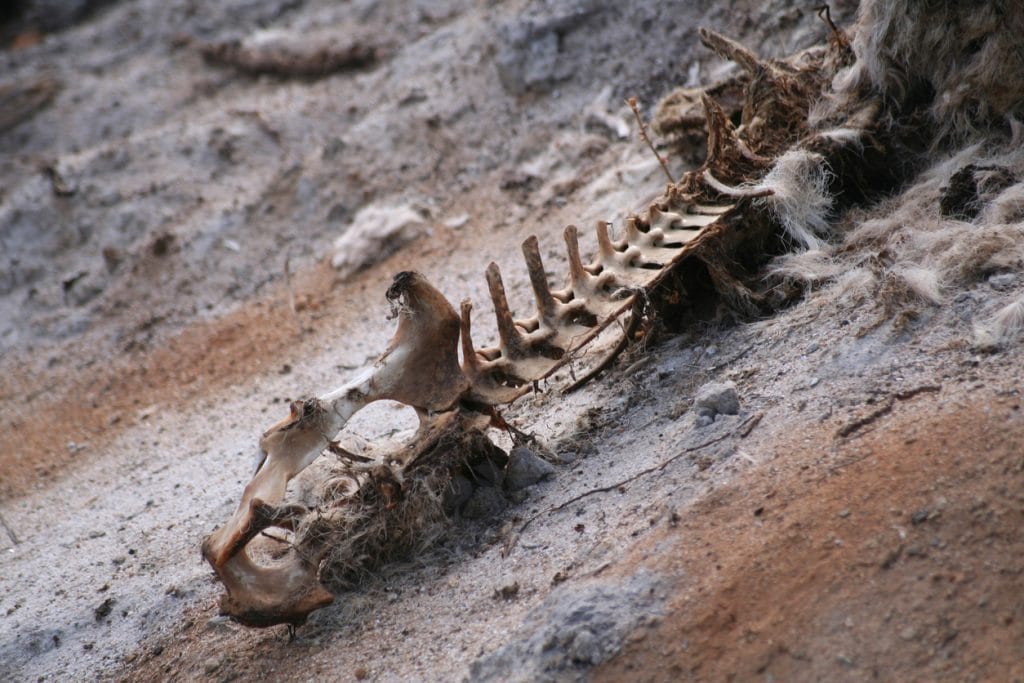 Mais de 60 restos mortais de chitas e suas presas foram encontradas na caverna (Imagem: oakeey/iStock)