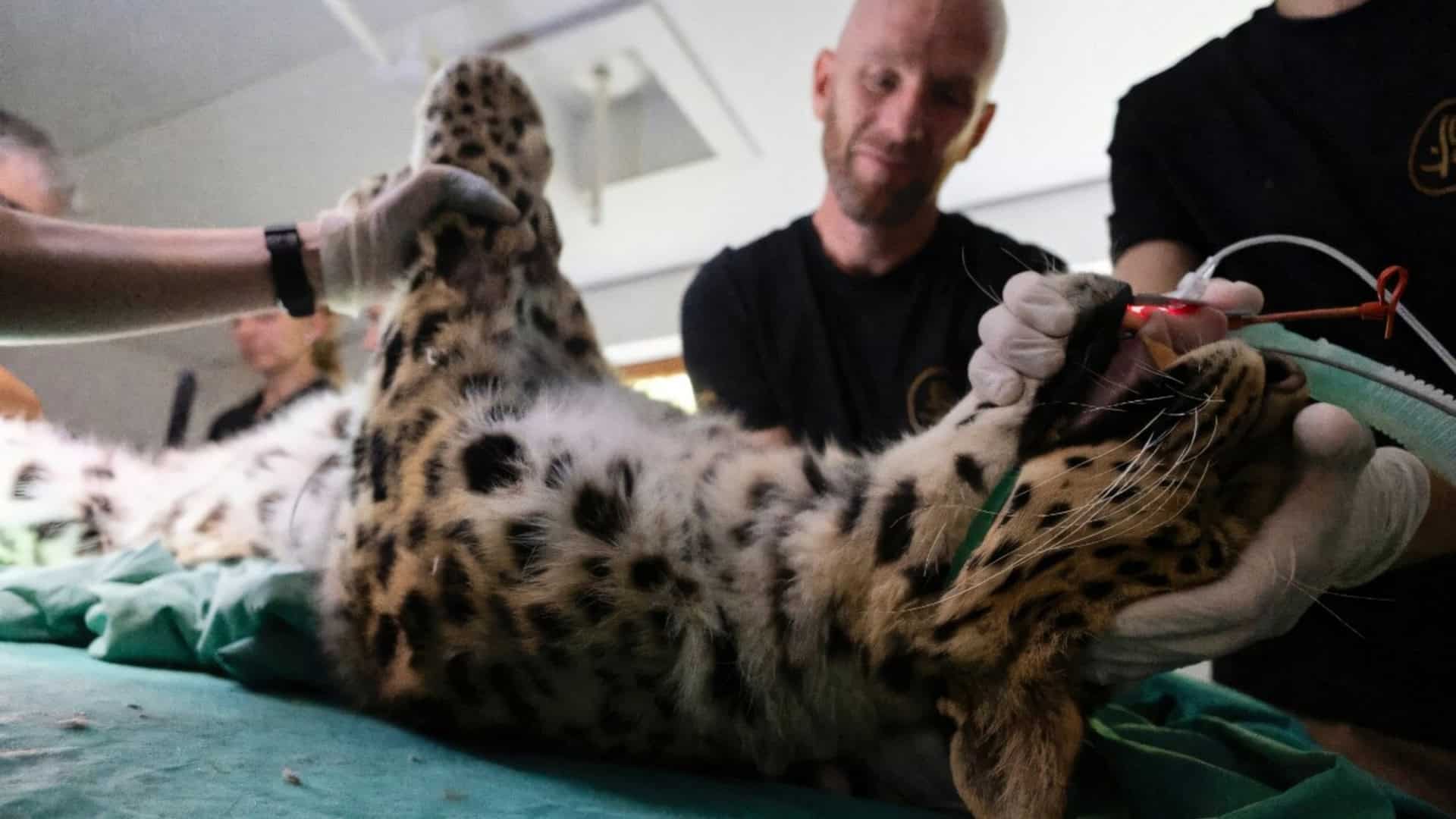 Khala sedada em cimada mesa de operação
