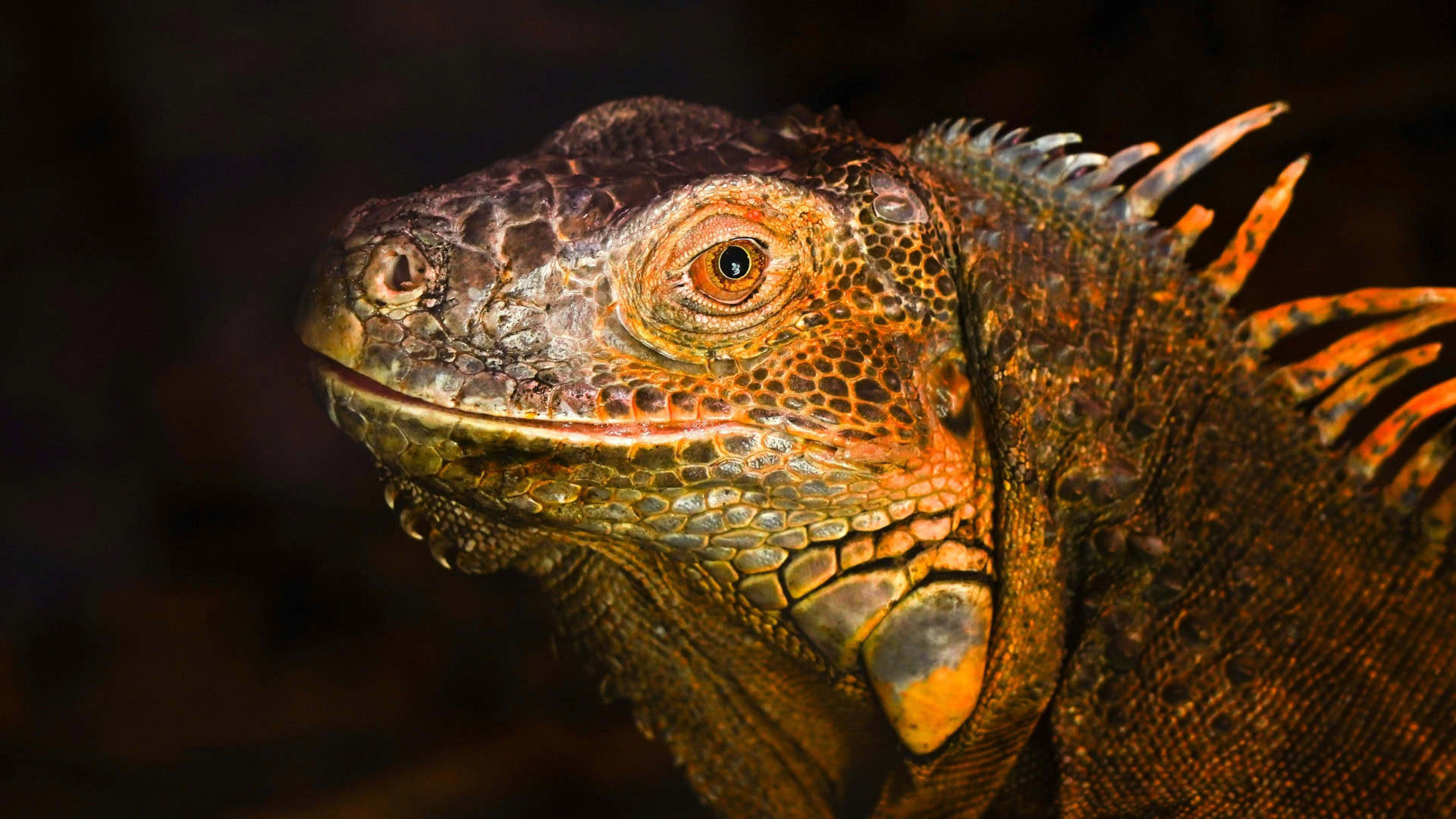 Pesquisadores revelam que iguanas mexicanas chegaram antes dos humanos