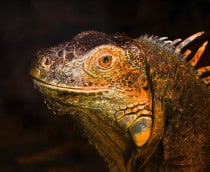 Pesquisadores revelam que iguanas mexicanas chegaram antes dos humanos