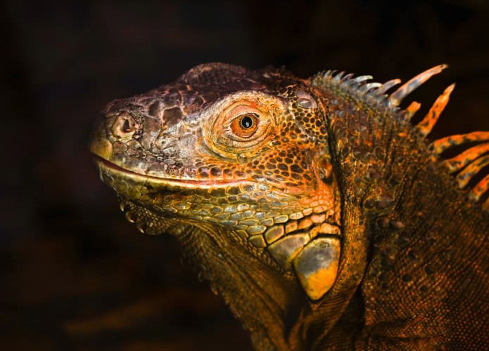Pesquisadores revelam que iguanas mexicanas chegaram antes dos humanos