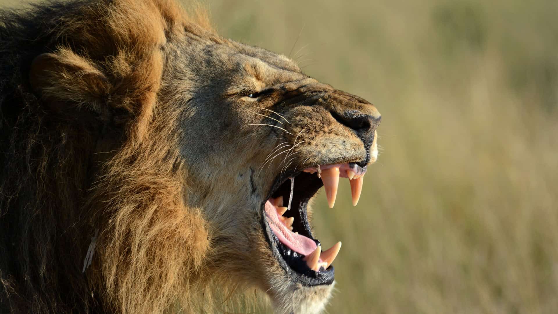 leo-1920x1080