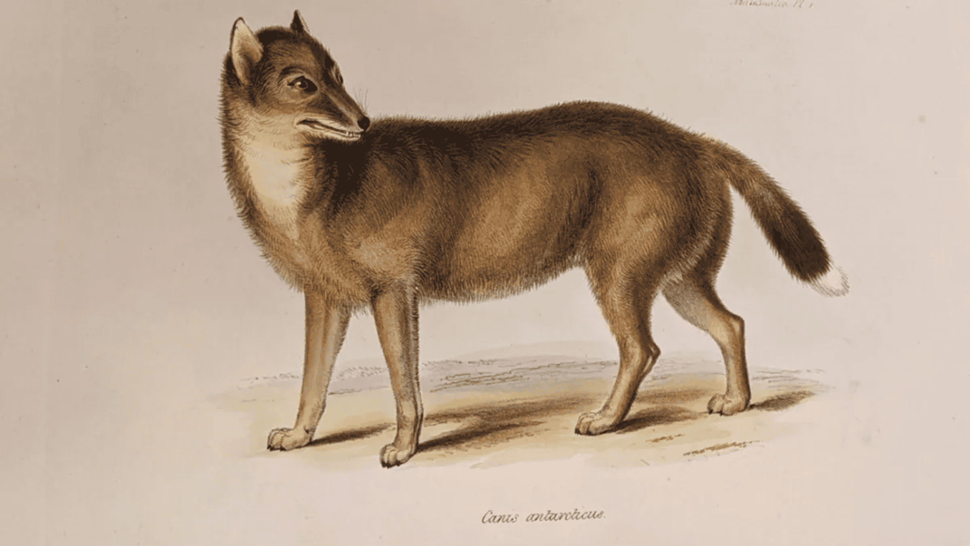 Ilustração do lobo das Ilhas Malvinas