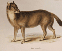 Ilustração do lobo das Ilhas Malvinas