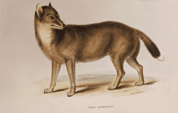 Ilustração do lobo das Ilhas Malvinas