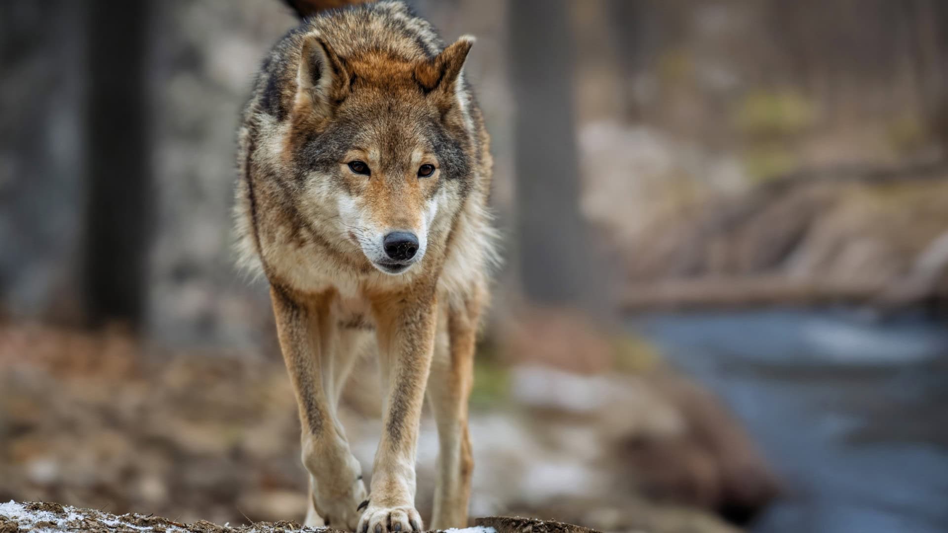 Lobos ainda temem humanos, mostra estudo feito em floresta da Polônia