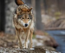 Lobos ainda temem humanos, mostra estudo feito em floresta da Polônia