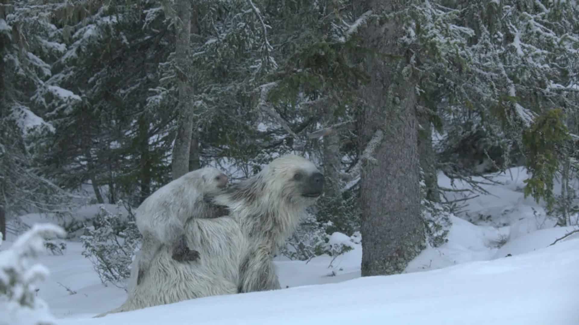 Preguiça-gigante com filhote no meio da neve